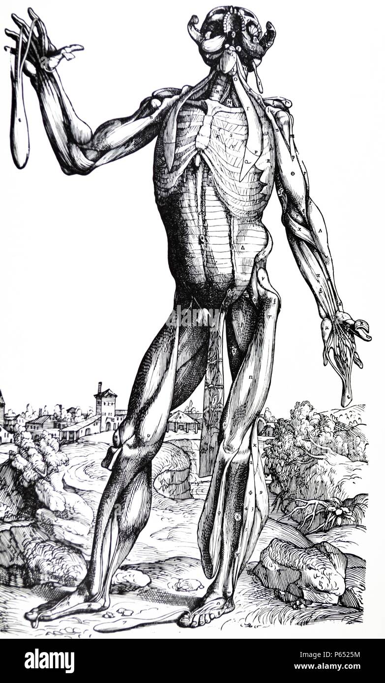 Die Platten aus dem Zweiten Buch der "De Humani Corporis Fabrica von Andreas Vesalius (1514-1564) 29 - Der sechste Platte der Muskeln. Den Kopf in den sechsten Platte verbogen nach hinten und stellt den Unterkiefer an der Stelle, an der der Kinn geteilt und auf eine Seite gezogen. Stockfoto