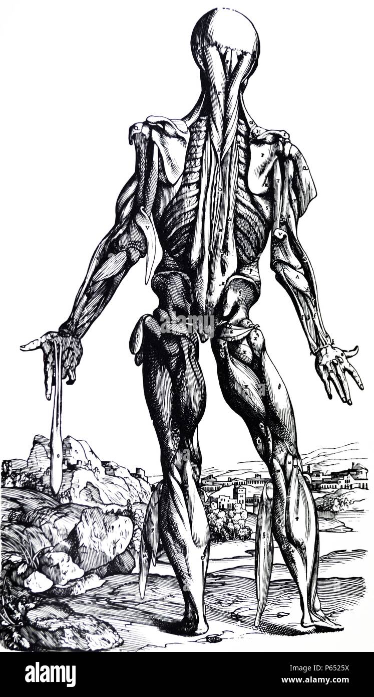 Die Platten aus dem Zweiten Buch der "De Humani Corporis Fabrica von Andreas Vesalius (1514-1564) Platte 35 - Die zwölfte Platte der Muskeln. "Die Reihenfolge der Zerlegung", fährt mit der weiteren Belastung der Wirbelsäule Muskeln. Die schulterblatts haben kahle wurde der Muskeln; Der untergrätenmuskel Ersatzbrennstoffe in Richtung auf der rechten Seite und von der Sehne auf der linken Exzidiert. Auch die seitliche Leiter der Trizeps ist auf der linken und auf der rechten Seite ausgeschnitten. Stockfoto
