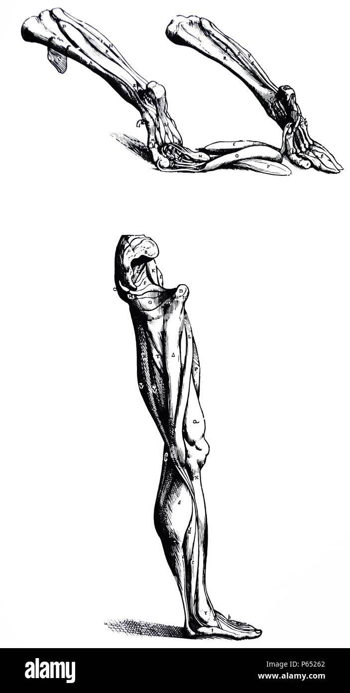 Die Platten aus dem Zweiten Buch der "De Humani Corporis Fabrica von Andreas Vesalius (1514-1564) Platten 38 - dem fünfzehnten und sechzehnten Platten der Muskeln. Die beiden Figuren der vorliegenden Platte sind in der Form, in der das rechte Bein, zusammen mit dem Fuß in die vollständige Darstellung der vierzehnten Platte angezeigt wird beibehalten. Das sechzehnte Platte kann unmittelbar nach der dritten Platte der Muskulatur gelegt haben; aber da es nur ein Teil des Körpers, enthält, schien es besser, sie hier zu stellen. Stockfoto