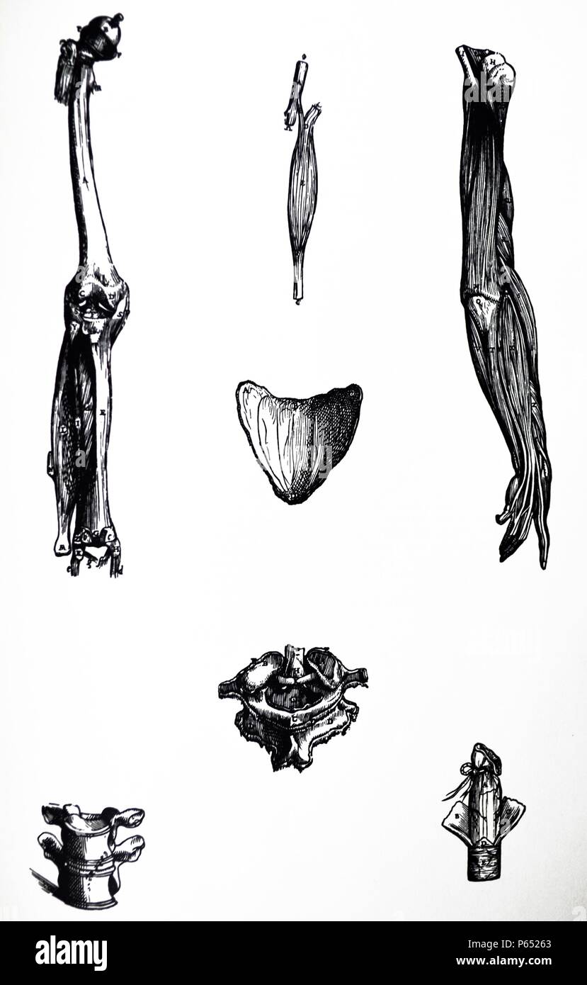 Die Platten aus dem Zweiten Buch der "De Humani Corporis Fabrica von Andreas Vesalius (1514-1564) Platten 39 - Die Abbildung hier auf einer Seite platziert repräsentiert die gesamte Femur, Tibia (Schienbein) und Fibula (Wadenbein), zu denen noch die Bänder, die für das Verständnis der im Rahmen des ersten Kapitels dienen befestigt bleibt. Stockfoto