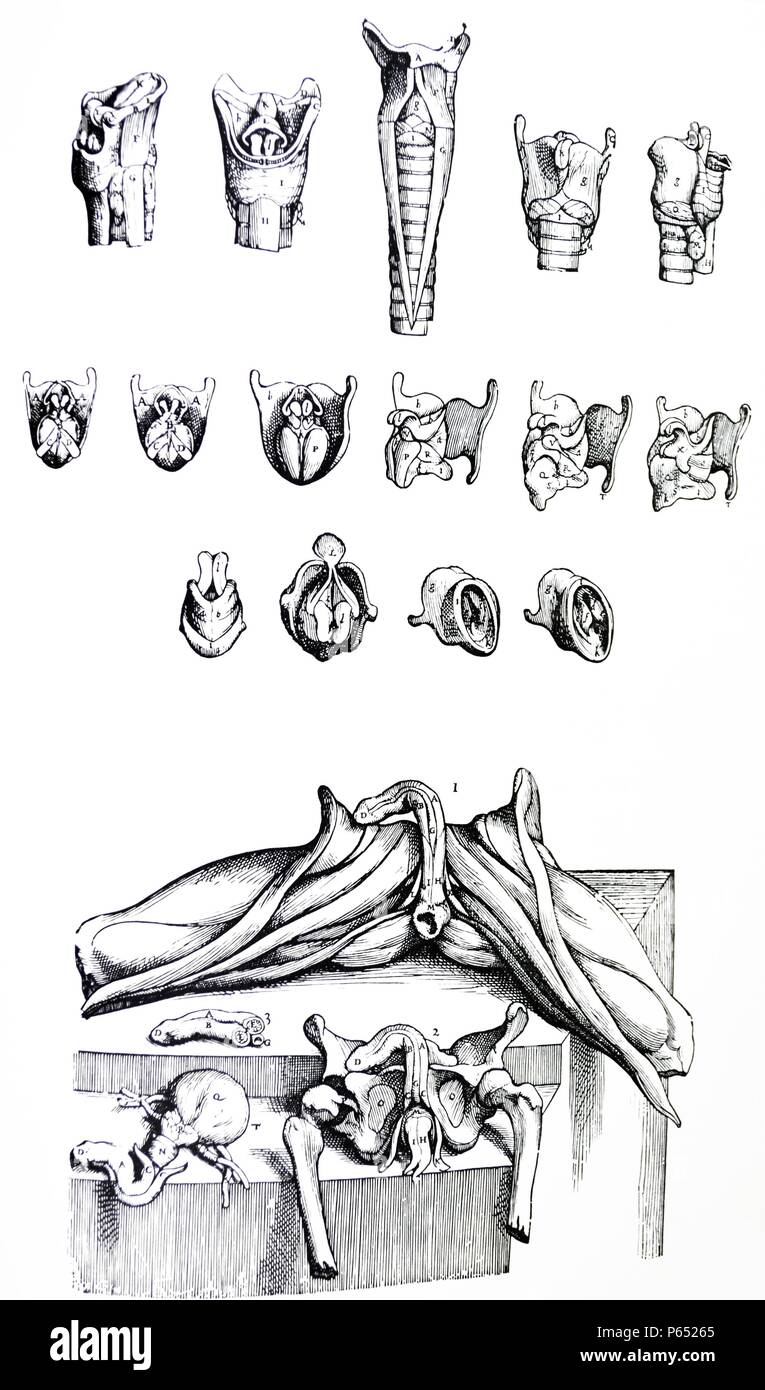 Die Platten aus dem Zweiten Buch der "De Humani Corporis Fabrica von Andreas Vesalius (1514-1564) 41. Da in der gesamten Muskel Platten in Serie am Anfang des vorliegenden Buch alle Muskeln des Kehlkopfes nicht ausgesetzt zu sein, ich glaubte, dass es von Vorteil wäre, die am Anfang dieses Kapitels die Muskeln des Kehlkopfes separat zu präsentieren durch zahlreiche Abbildungen. Stockfoto