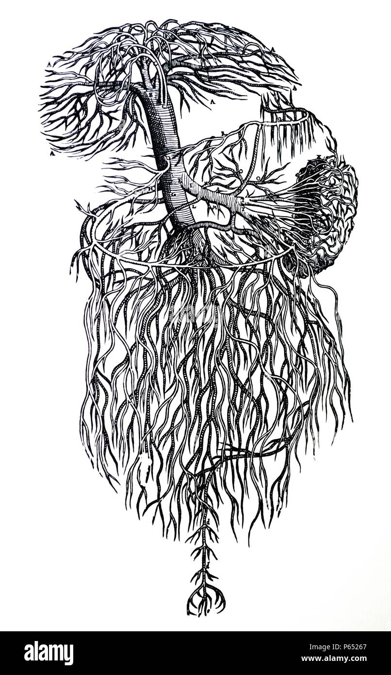 Die Platten aus dem dritten Buch der De Humani Corporis Fabrica von Andreas Vesalius (1514-1564) Platte 43 - eine Abgrenzung des gesamten Pfortader befreit von allen Parts, denen es beigetreten ist, im gleichen Verhältnis, in dem der Leber-, Galle-, Magen, Milz, majus, mesenteriums und die Därme in Übereinstimmung mit der vorliegenden Abbildung als zur größenklasse dargestellt würden und vor allem die Position vertreten. Stockfoto