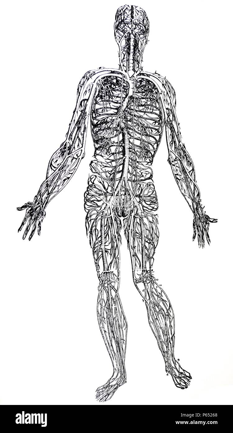 Die Platten aus dem dritten Buch der De Humani Corporis Fabrica von Andreas Vesalius (1514-1564) Platte 44 - eine Abgrenzung des gesamten Vena cava aus allen Teilen befreit. Stockfoto