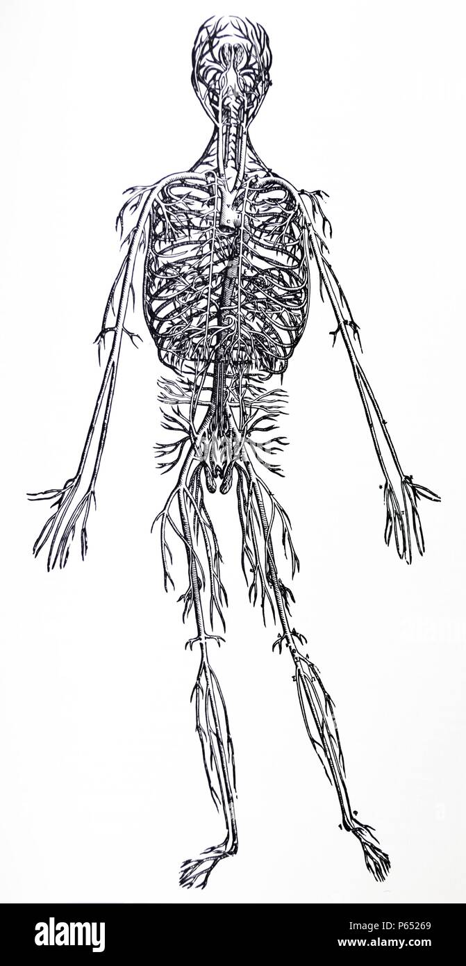 Die Platten aus dem dritten Buch der De Humani Corporis Fabrica von Andreas Vesalius (1514-1564) Platte 45 - eine vollständige Abgrenzung des gesamten großen Hauptschlagader (Aorta) aus allen Teilen befreit. Stockfoto