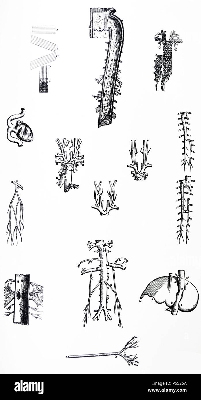 Die Platten aus dem dritten Buch der De Humani Corporis Fabrica von Andreas Vesalius (1514-1564) Platte 46 - eine grobe Zeichnung der Fasern, in der EINE zeigt die transversale, B und C sind zwei verschiedene Arten von Schrägen und D der Gerade, E repräsentiert die drei Arten von Fasern miteinander verwoben, die das Bild der Vene unten wird später genauer zeigen. Stockfoto
