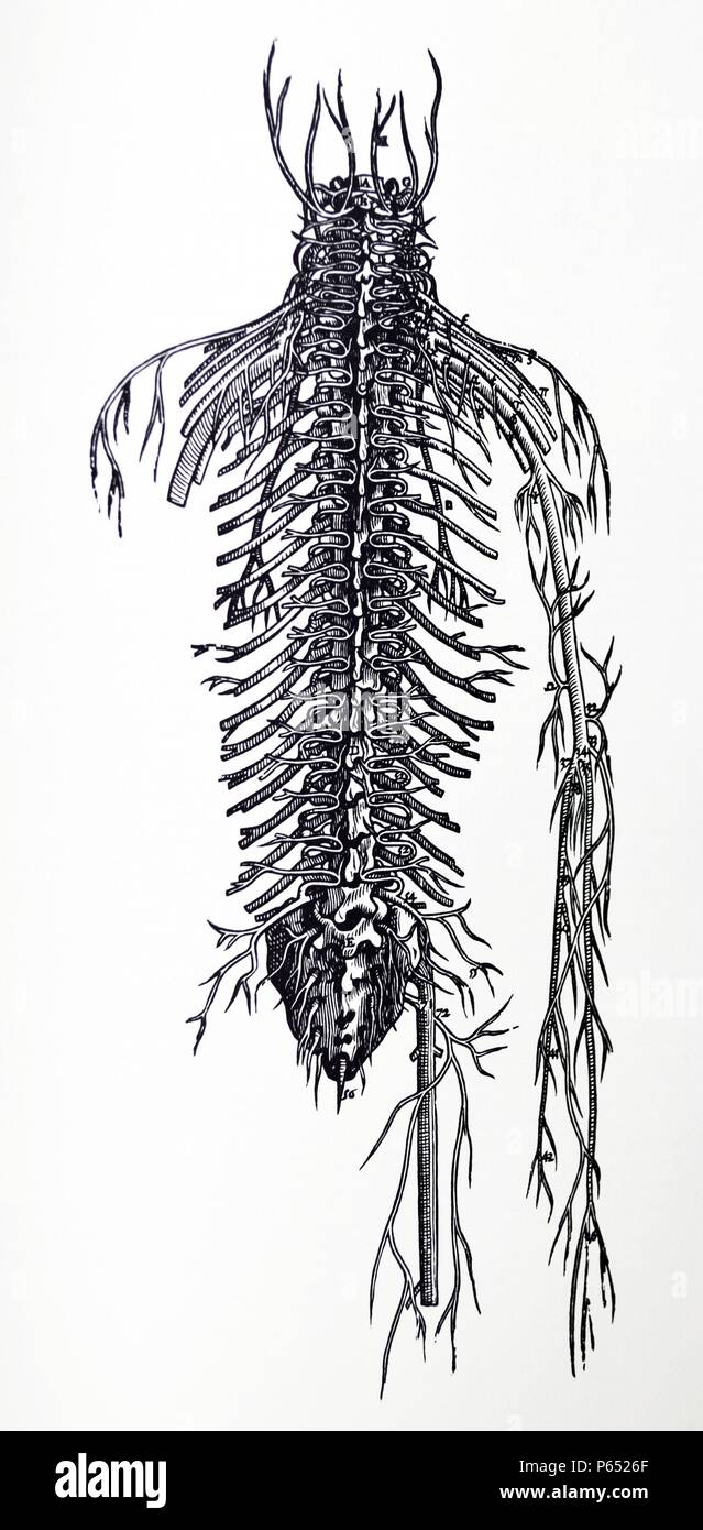 Die Platten aus dem vierten Buch der De Humani Corporis Fabrica von Andreas Vesalius (1514-1564) Platte 51 - Die dritte der drei Zahlen, die in den nachfolgenden Kapiteln die angeschlossenen Rückgrat zeigt von der posterioren Aspekt wie die vorhergehende Abbildung ausgesetzt der anterioren Fläche anzuzeigen. Stockfoto