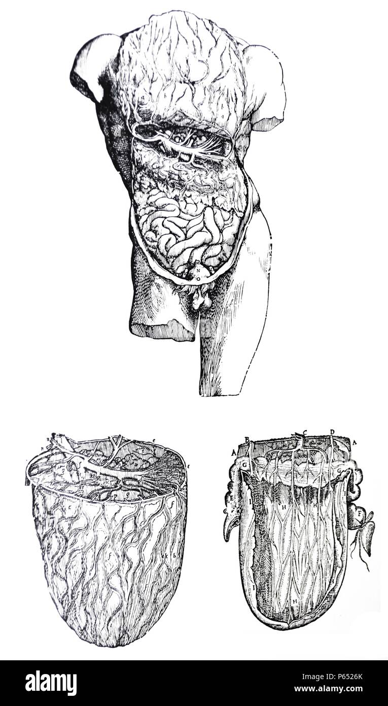 Die Platten aus dem Fünften Buch des De Humani Corporis Fabrica von Andreas Vesalius (1514-1564) Platte 54 - Die dritte Figur der Zweiten in der Reihenfolge der Verwaltung folgt und zeigt die untere Membran des Omentum zerrissen und zog sich von der oberen vorderen Schichten. Stockfoto