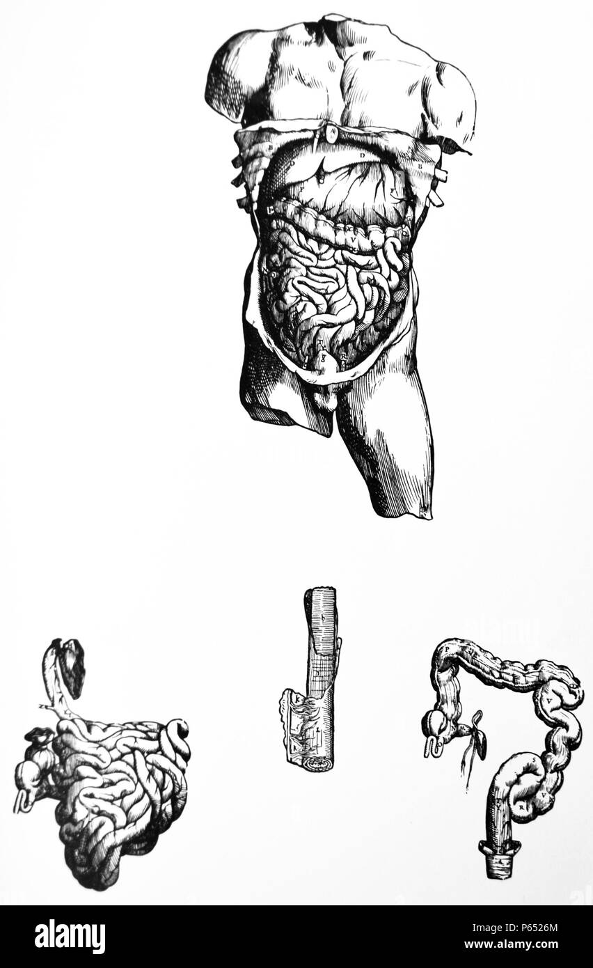 Die Platten aus dem Fünften Buch des De Humani Corporis Fabrica von Andreas Vesalius (1514-1564) 55 - Der sechste Abbildung des fünften Buches der dritten in der Reihenfolge der Zerlegung folgt und zeigt die Leber, Magen und Darm in ihrer wahren Positionen. Stockfoto