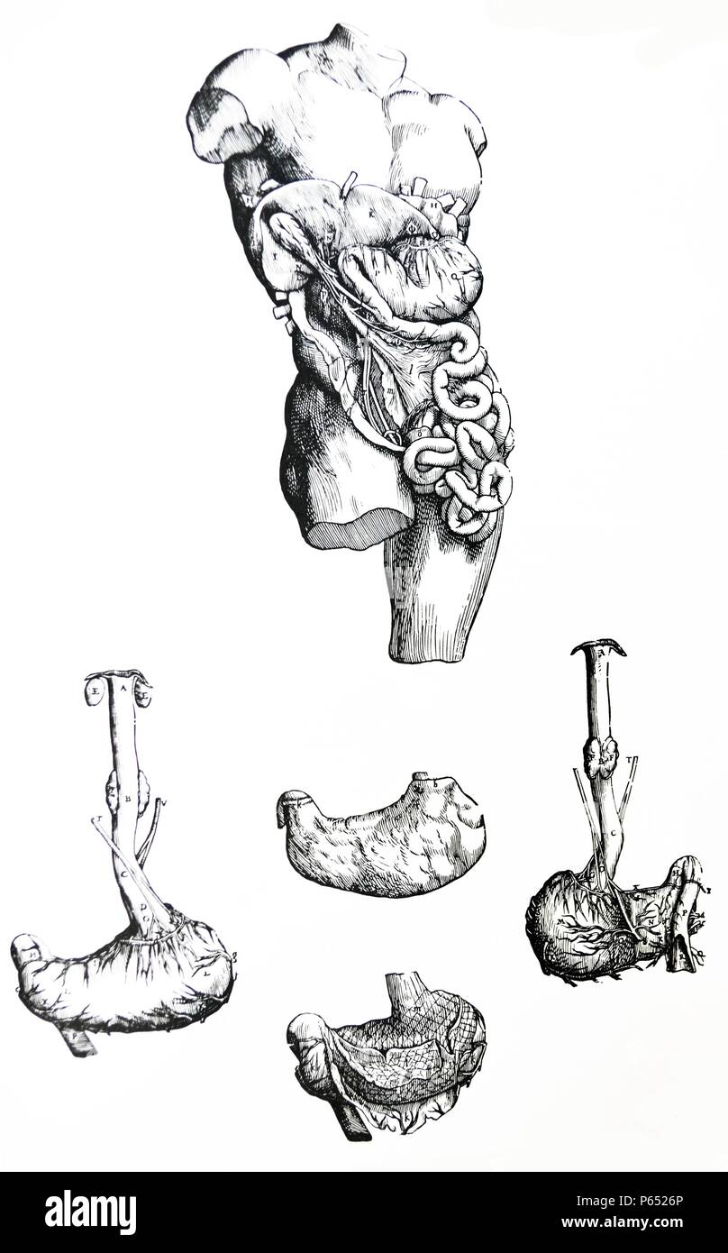 Die Platten aus dem Fünften Buch des De Humani Corporis Fabrica von Andreas Vesalius (1514-1564) Platte 57 - Die zwölfte Abbildung des fünften Buches, die sofort den vorstehenden vollständige Abbildung in der Reihenfolge der Zerlegung folgt. Das bauchfell entfernt seziert worden ist, das Omentum entfernt, und wir haben auch einige Rippen gebrochen, so dass die gesamte Höhle der Leber mehr bequem gezogen werden konnte. Stockfoto