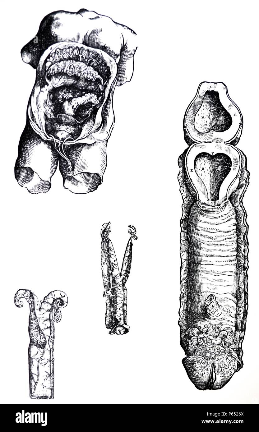 Die Platten aus dem Fünften Buch des De Humani Corporis Fabrica von Andreas Vesalius (1514-1564) 60 In dieser Abbildung die Amtsleitung des weiblichen Körpers ist vertreten auf dem Boden liegen. Das Bauchfell, zusammen mit den Bauchmuskeln wurde geöffnet und hat an den Seiten gezogen worden. Stockfoto