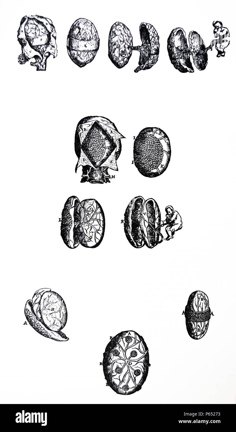 Die Platten aus dem Fünften Buch des De Humani Corporis Fabrica von Andreas Vesalius (1514-1564) Platte 62 - den dreißigsten Abbildung des fünften Buches bestehend aus vier spezielle Platten. Die erste Platte, die wir die Gebärmutter geteilt haben, die zweite zeigt die fetale Beläge untorn aus der Gebärmutter entfernt und in der Dritten haben wir die äußerste fetale Eindeckungen durch eine longitudinale Inzision und das Vierte präsentiert den Fötus aus allen seinen tuniken befreit unterteilt. Stockfoto