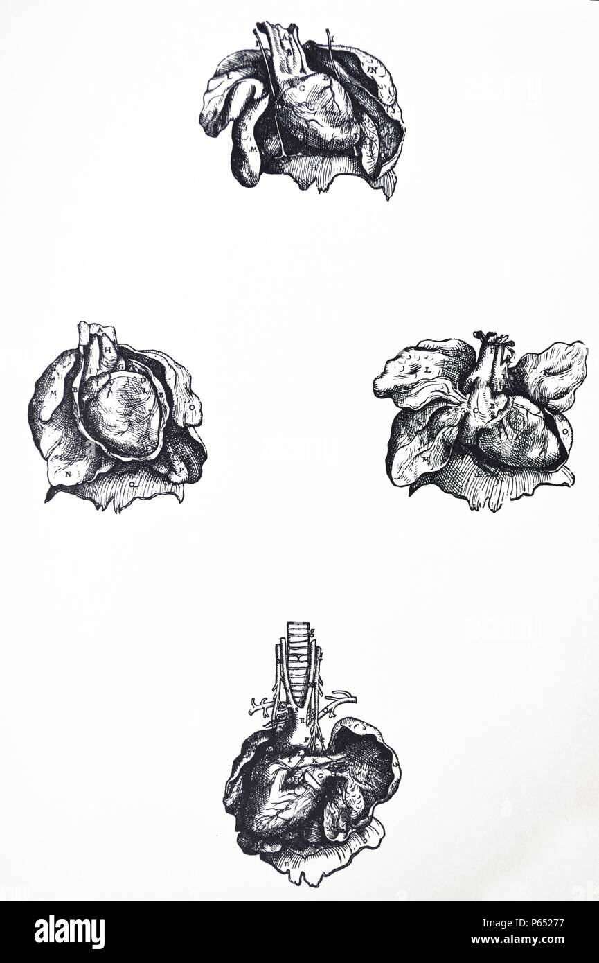 Die Platten aus dem sechsten Buch der "De Humani Corporis Fabrica von Andreas Vesalius (1514-1564) Platte 64 - Da die beiden vorhergehenden Zahlen voll geben die Position des Herzens und der Lunge, die wir die Gegenwart einer gezeichnet haben, wie aus der Brusthöhle evulsed. Stockfoto