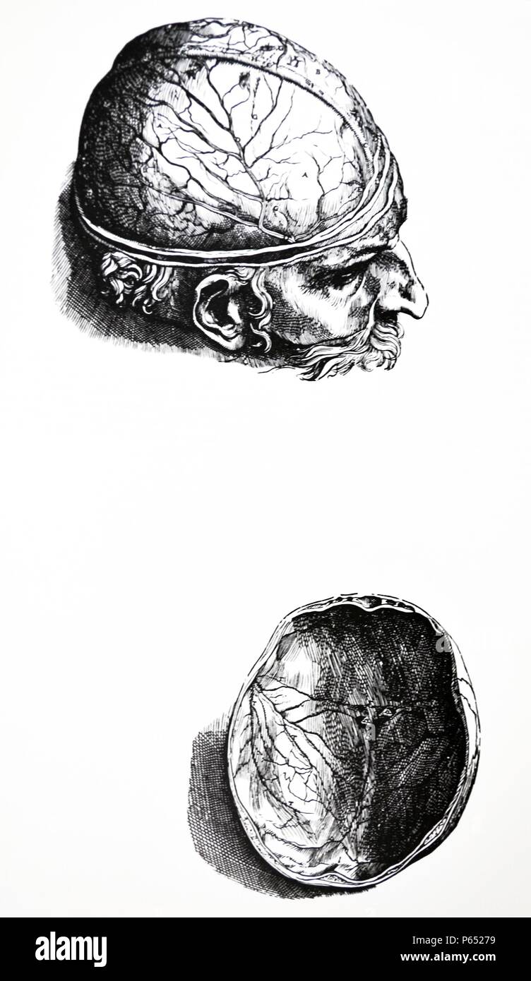 Die Platten aus dem 7. Buch der De Humani Corporis Fabrica von Andreas Vesalius (1514-1564) Platte 66-Die erste Zahl des siebten Buch der menschliche Kopf zum Nachweis des Gehirns, in welcher Weise es, indem Sie es ordentlich Severing vom Hals und Unterkiefer befreit wird angeordnet. Stockfoto