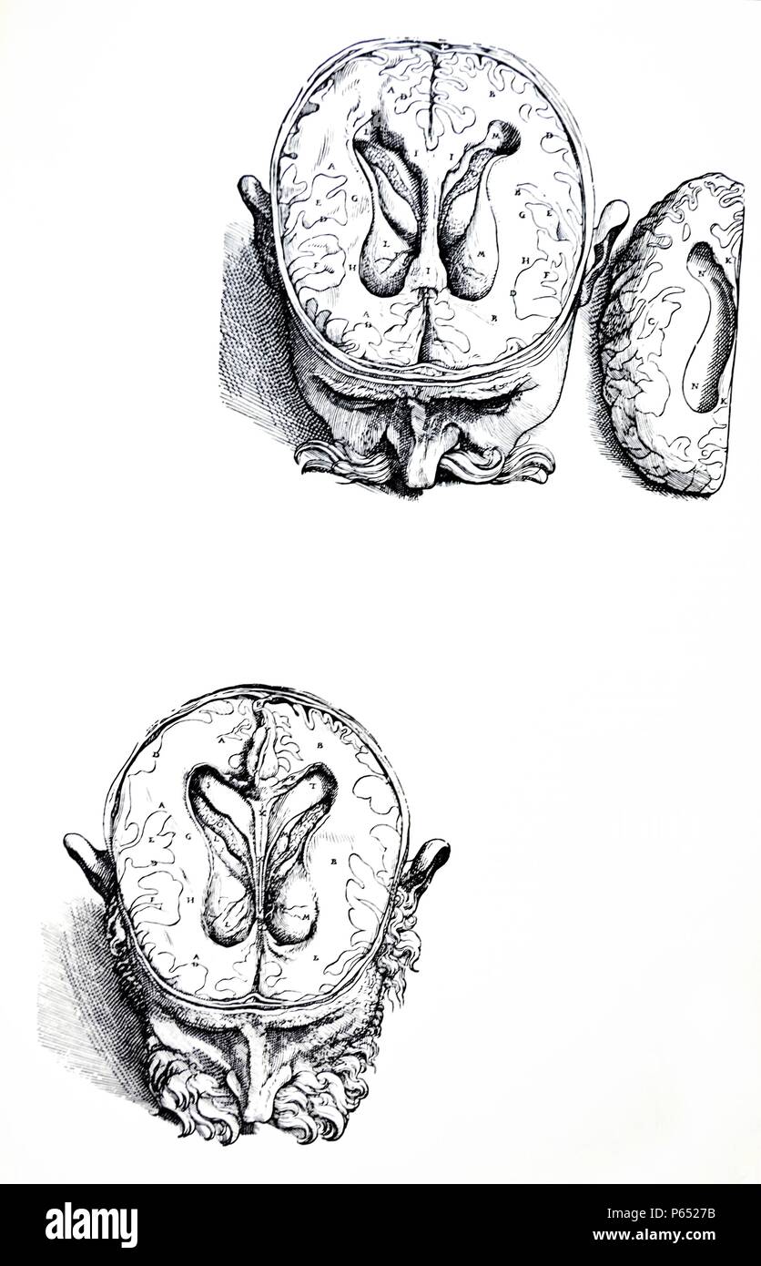 Die Platten aus dem 7. Buch der De Humani Corporis Fabrica von Andreas Vesalius (1514-1564) Platte 68 - Im vierten Abbildung wir Resezierten haben alle Teile des Dural und dünne Membranen, die in bisherigen Zahlen aufgetreten. Stockfoto