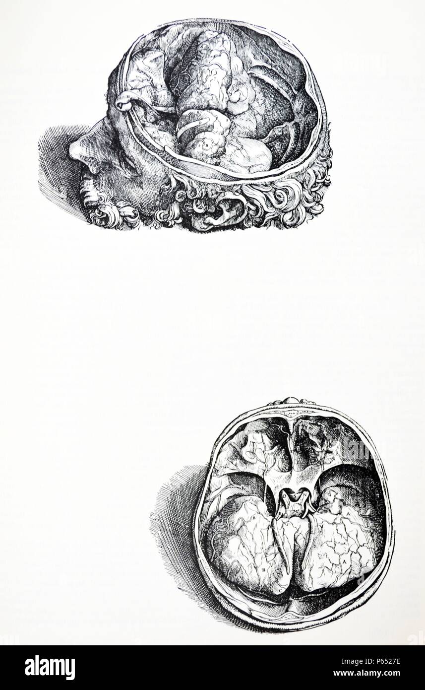 Die Platten aus dem 7. Buch der De Humani Corporis Fabrica von Andreas Vesalius (1514-1564) Platte 71 - In dieser Abbildung ist der Kopf von der linken Seite vertreten, das Recht, etwas erhöht. Stockfoto