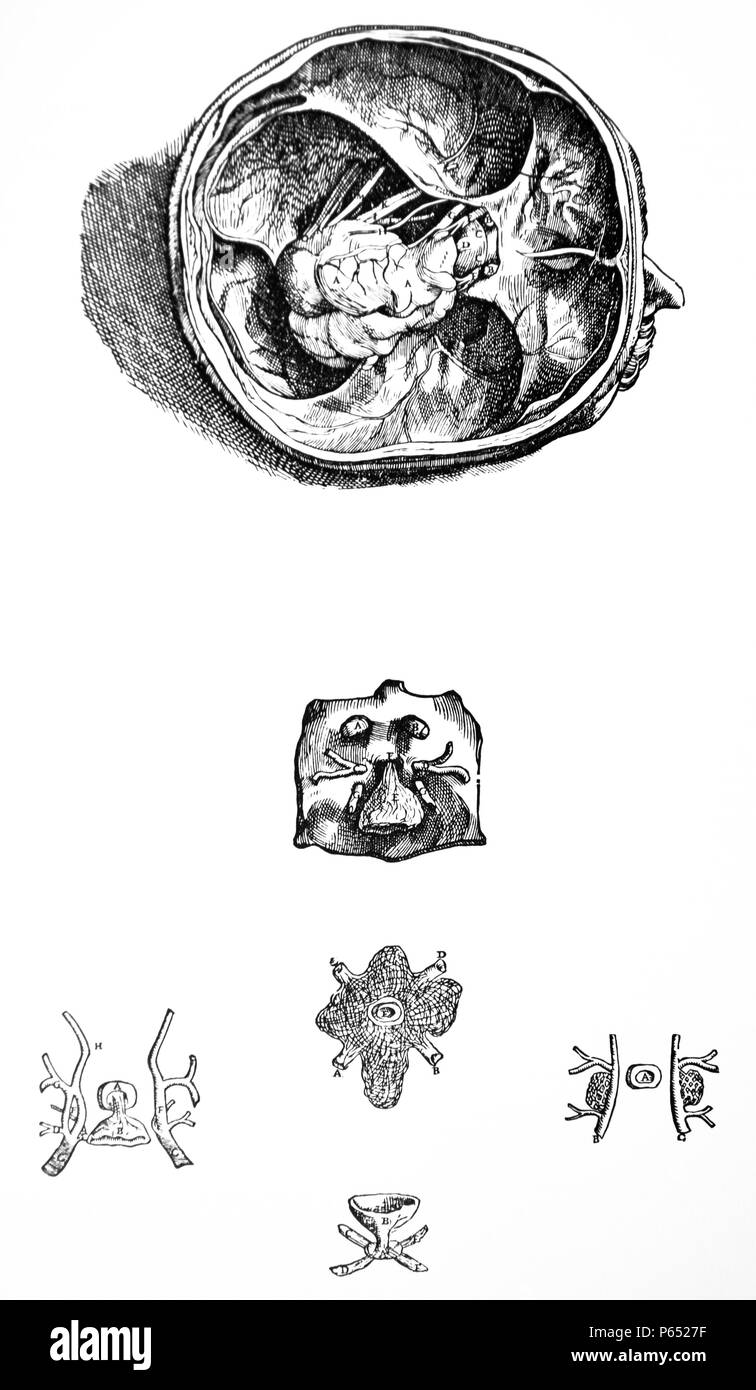 Die Platten aus dem 7. Buch der De Humani Corporis Fabrica von Andreas Vesalius (1514-1564) Platte 72 - Hier der Kopf liegend auf das linke Ohr und präsentiert der Schädelbasis Hohlraum noch durch die dural Membran des Gehirns umgeben. Stockfoto