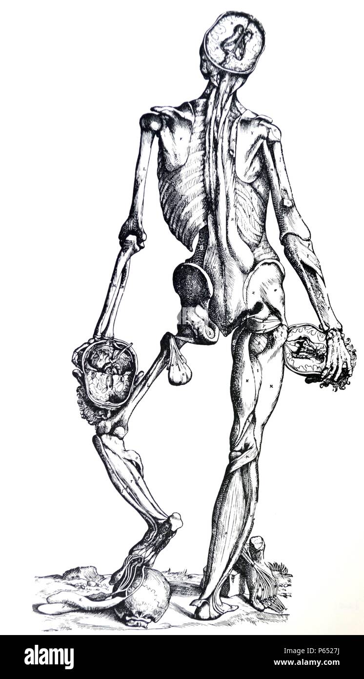Die Platten aus dem Inbegriff der De Humani Corporis Fabrica von Andreas Vesalius (1514-1564) Platte 75 - Die vierte Abbildung dieser Demonstration der Muskeln alle Muskeln auf dem hinteren Teil des Körpers darstellt, unter den auf der linken Seite der zweiten Abbildung ausgestellt verborgen liegen. Stockfoto
