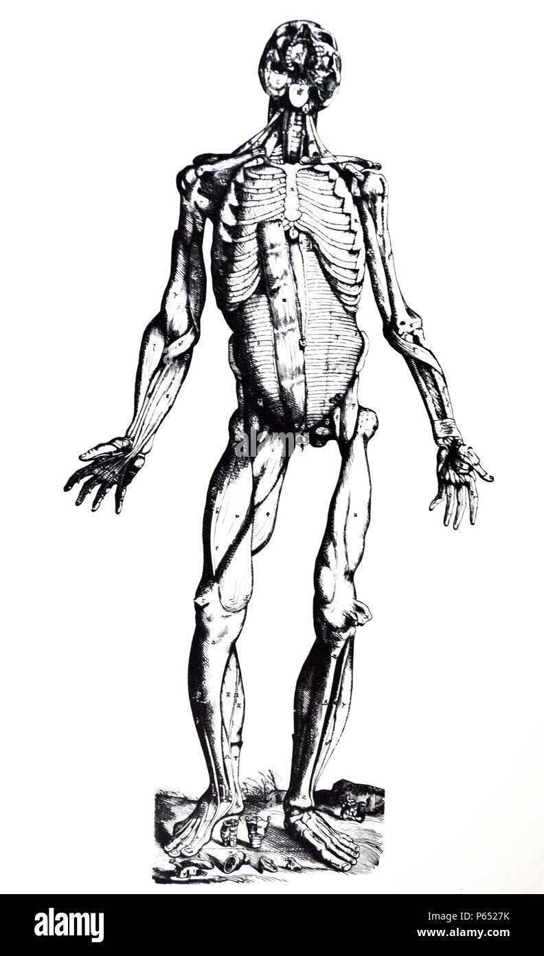 Die Platten aus dem Inbegriff der De Humani Corporis Fabrica von Andreas Vesalius (1514-1564) Platte 76 - Die dritte Abbildung zeigt die Muskeln der Erste und der Zweite folgt. Auf der rechten Seite von der vorderen Aspekt der Muskeln sofort liegen unter den auf der linken Seite des ehemaligen Abbildung präsentiert. Stockfoto