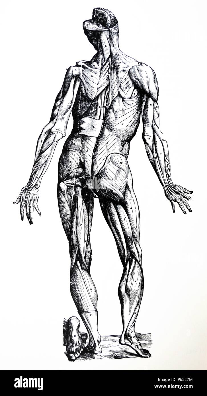 Die Platten aus dem Inbegriff der De Humani Corporis Fabrica von Andreas Vesalius (1514-1564) Platte 77 - Die zweite Zahl für die Demonstration der Muskeln vorbereitet der posterioren Aspekt der Körper zeigt, wie die erste Tat der Anterioren. Stockfoto