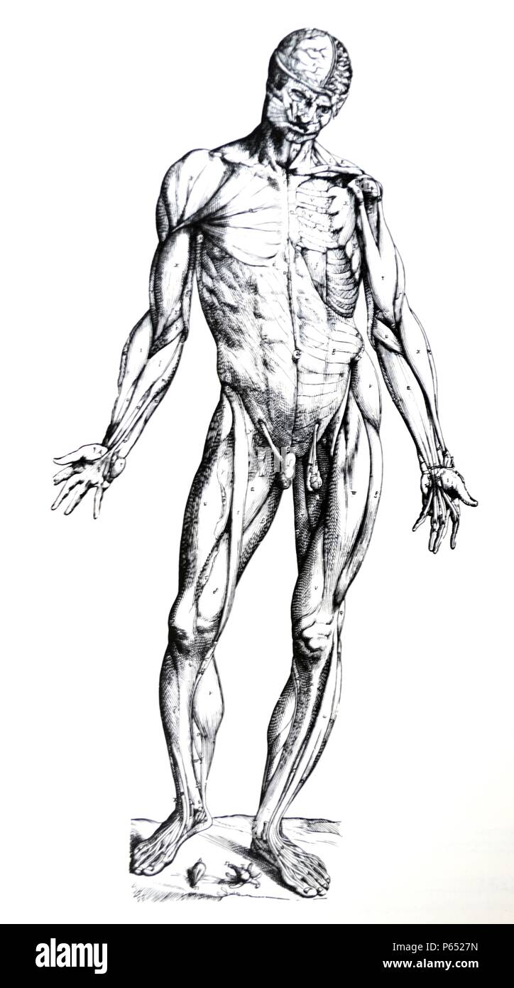 Die Platten aus dem Inbegriff der De Humani Corporis Fabrica von Andreas Vesalius (1514-1564) Platte 78 - Die Erste der Zahlen, die wir in erster Linie für die Darstellung der Muskeln vorbereitet haben. Auf der rechten Seite werden die Muskeln direkt versteckt unter der Haut sind von der vorderen Aspekt beobachtet, aber auf der linken Seite sind die sofort die Muskeln der rechten Seite zugrunde liegen, wenn diese entfernt wurden. Stockfoto