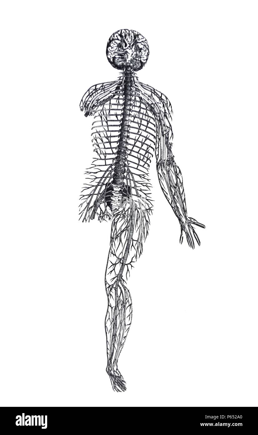 Die Platten aus dem Inbegriff der De Humani Corporis Fabrica von Andreas Vesalius (1514-1564) 85 - Full Body Abbildung: Venöse und Repertoire System einer Frau. Stockfoto