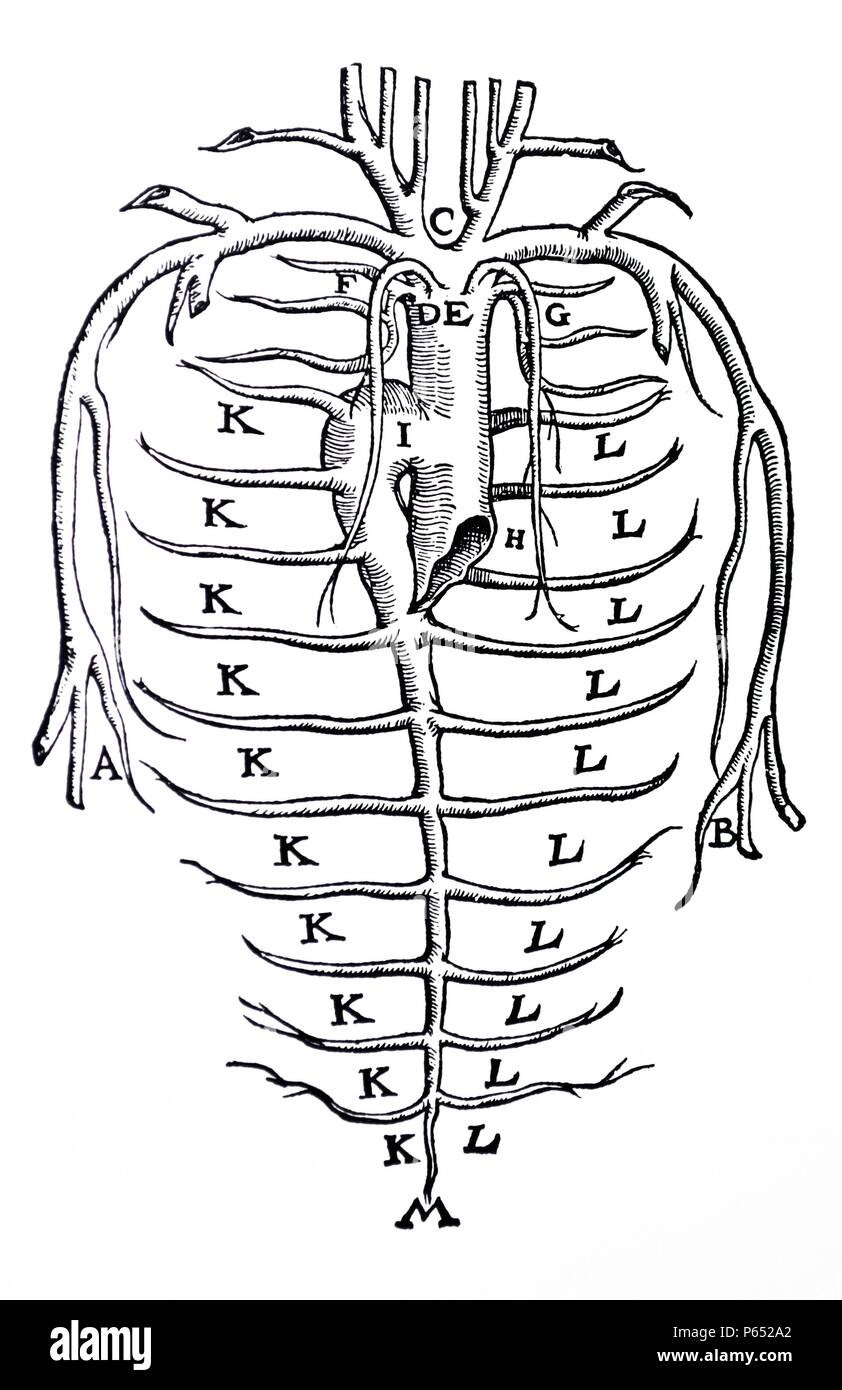Die Platten aus dem Inbegriff der De Humani Corporis Fabrica von Andreas Vesalius (1514-1564) Platte 88 - ein Diagramm des azygos Systems mit der Venen und Arterien im Thorax. Stockfoto
