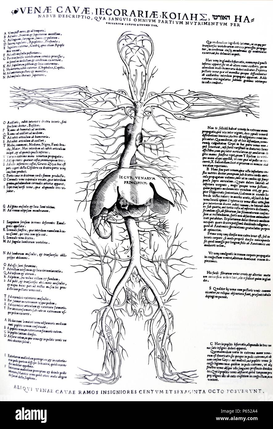 Die Platten aus dem Inbegriff der De Humani Corporis Fabrica von Andreas Vesalius (1514-1564) Diagramm mit dem vollen Körper venösen System mit Schwerpunkt auf die Leber und Arterien. Stockfoto