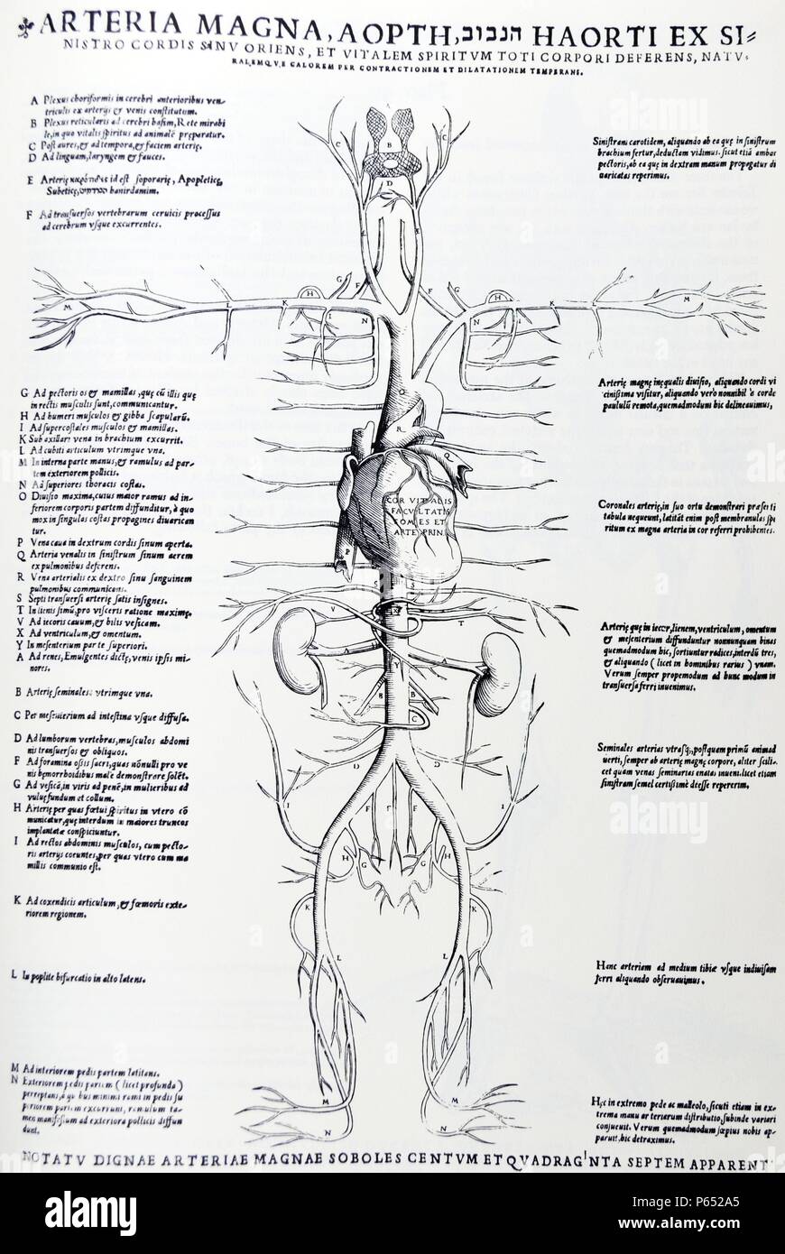 Die Platten aus dem Inbegriff der De Humani Corporis Fabrica von Andreas Vesalius (1514-1564) das arterielle System zeigt wichtige Arterien, Herz und Nieren (beachten Sie die Aufnahme in der lateinischen Titel der Hebräischen 'hanavuv", also "aorta. Stockfoto