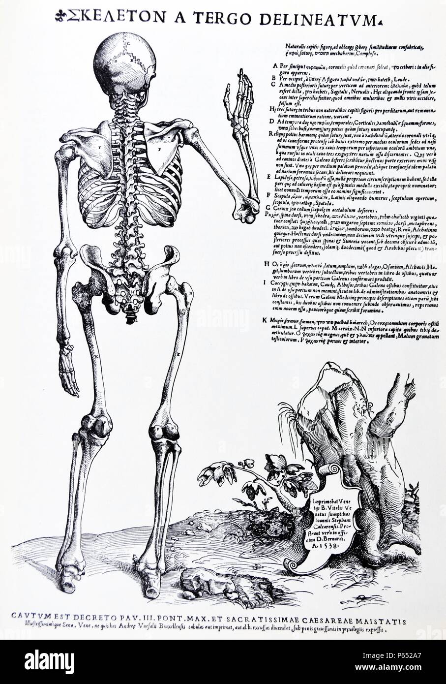 Die Platten aus dem Inbegriff der De Humani Corporis Fabrica von Andreas Vesalius (1514-1564) Voll Körper sketal Struktur, nach hinten vom Jahr 1538. Stockfoto