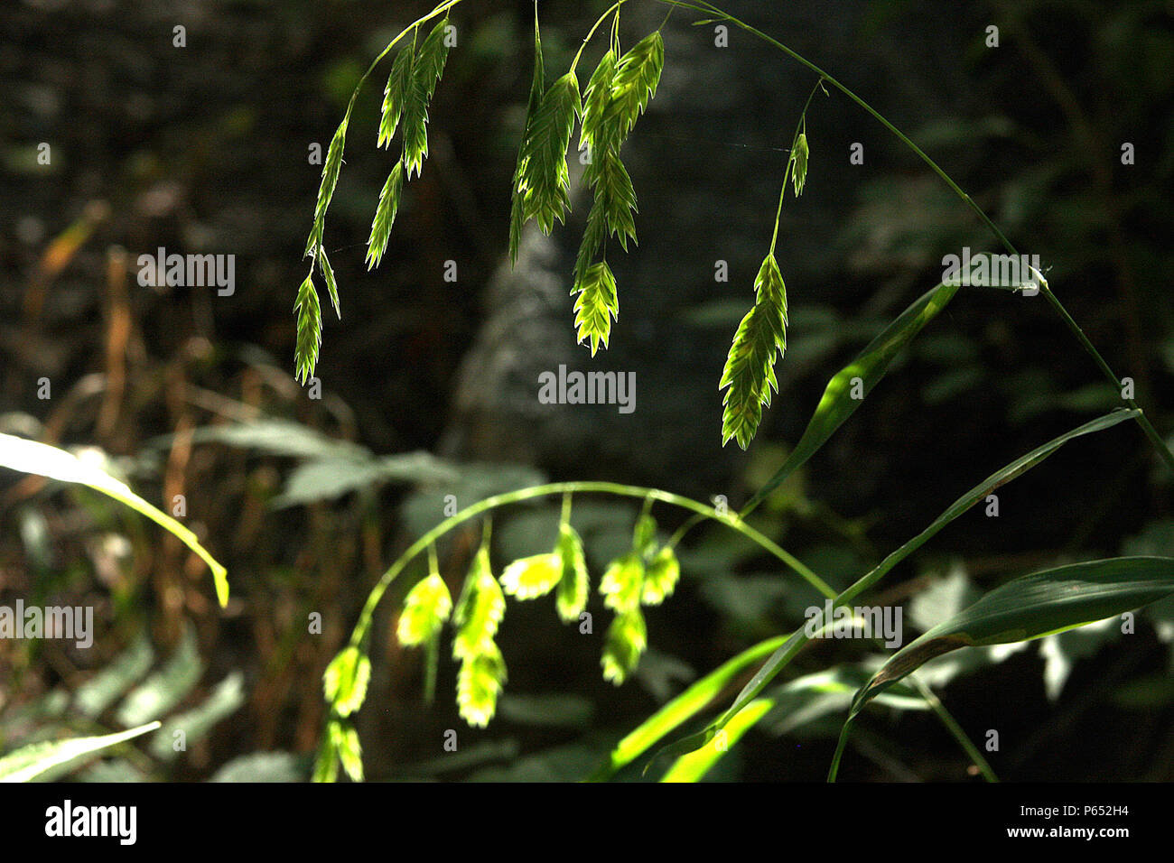 Schöne samen Staats Woodoats Anlage (Chasmanthium latifolium) Stockfoto