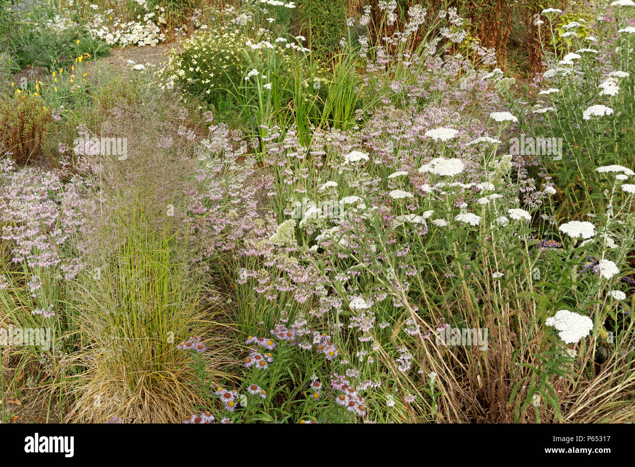 Wildflower meadow im Fünften und Kiefer pop-up Park und bestäuber Projekt biene Lebensraum, Vancouver, BC, Kanada Stockfoto