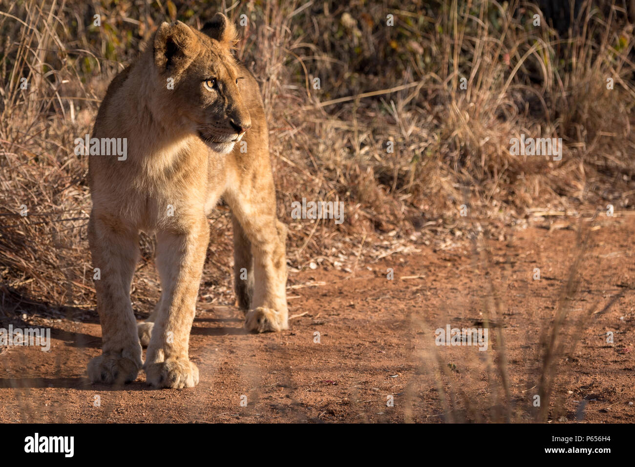 Junge lion Cub suchen rechts Stockfoto