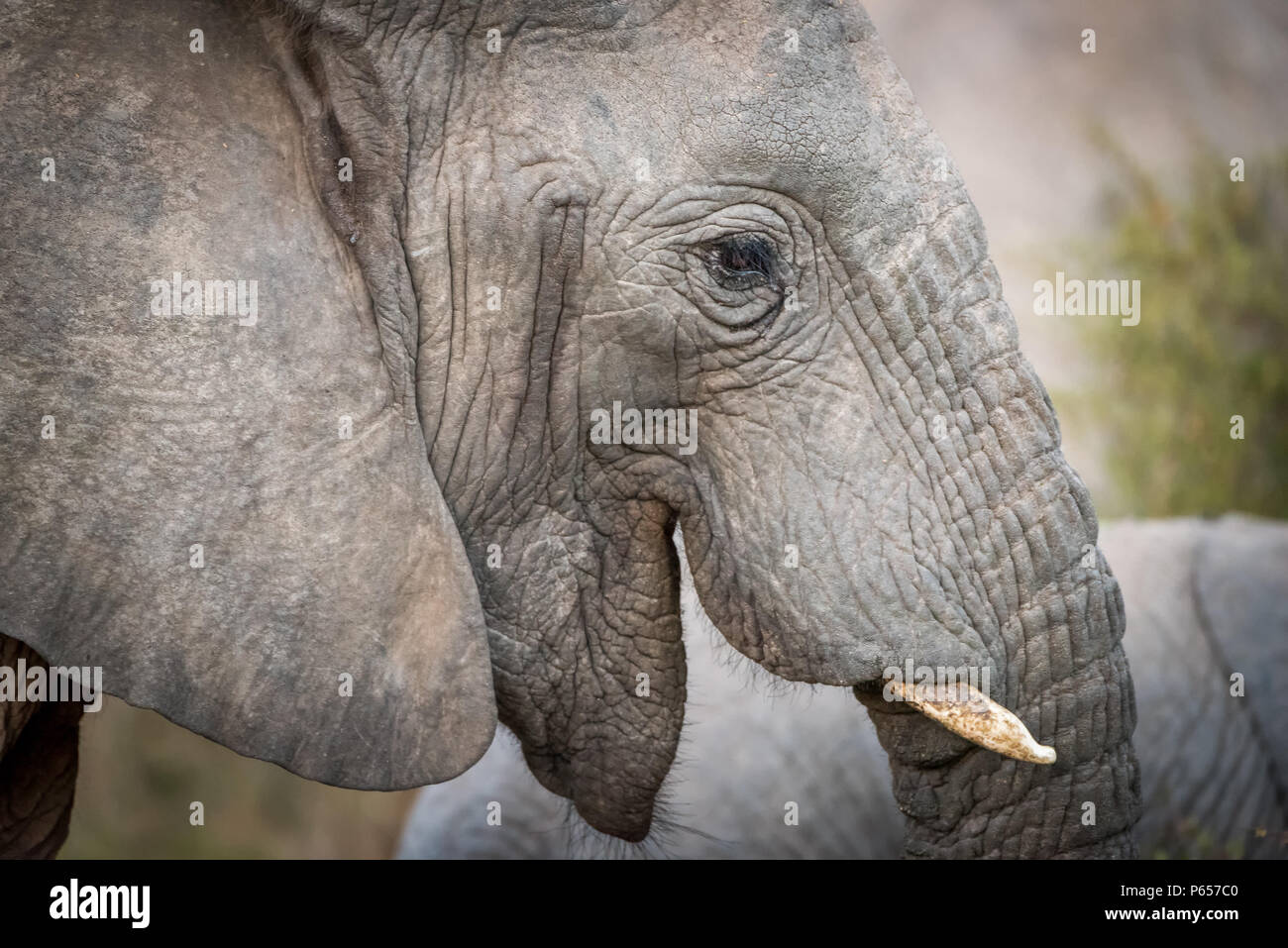 Schließen Sie sich an Profil von Elephant Head Stockfoto