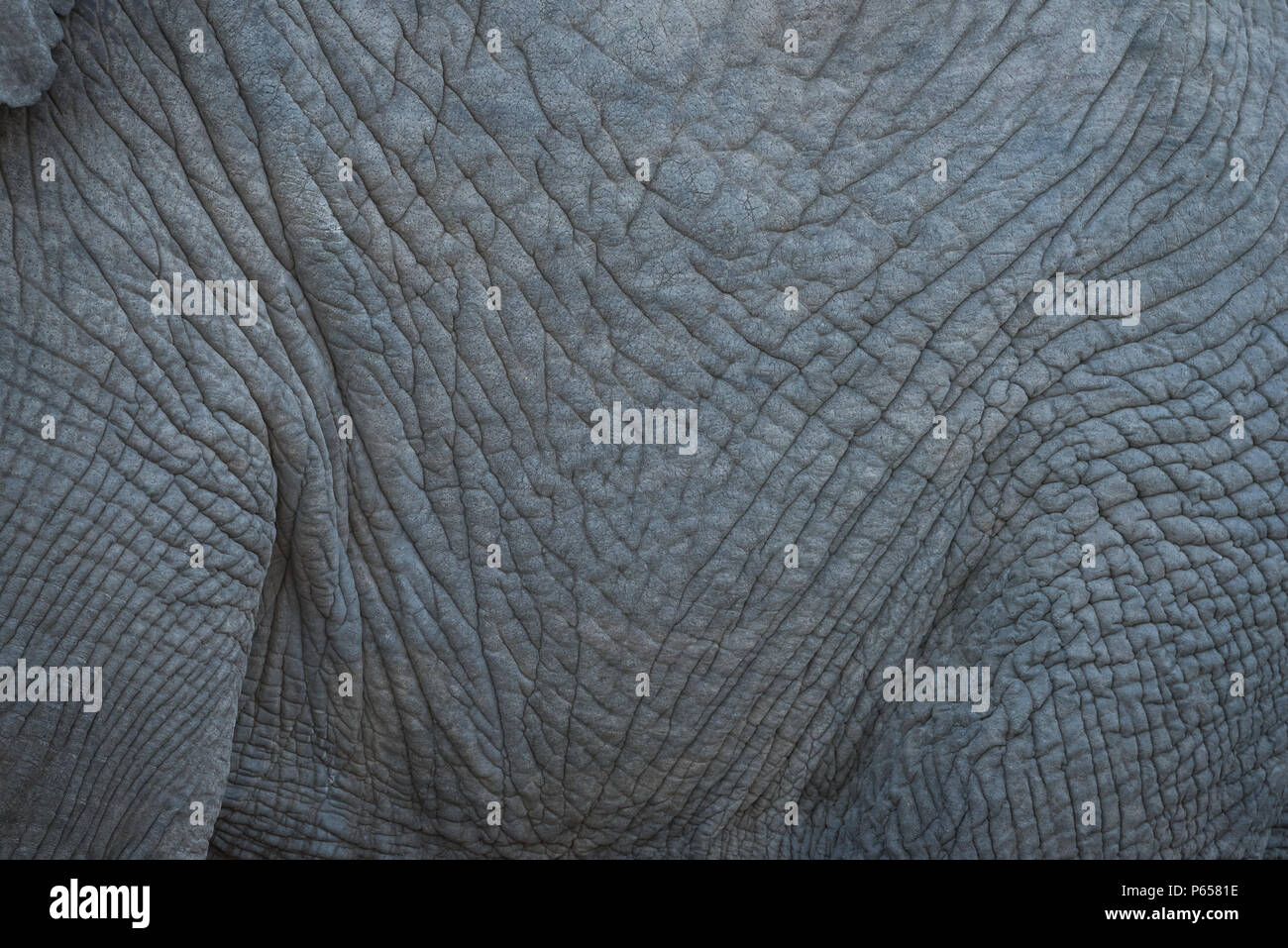 Elefanten Haut nah oben Stockfoto