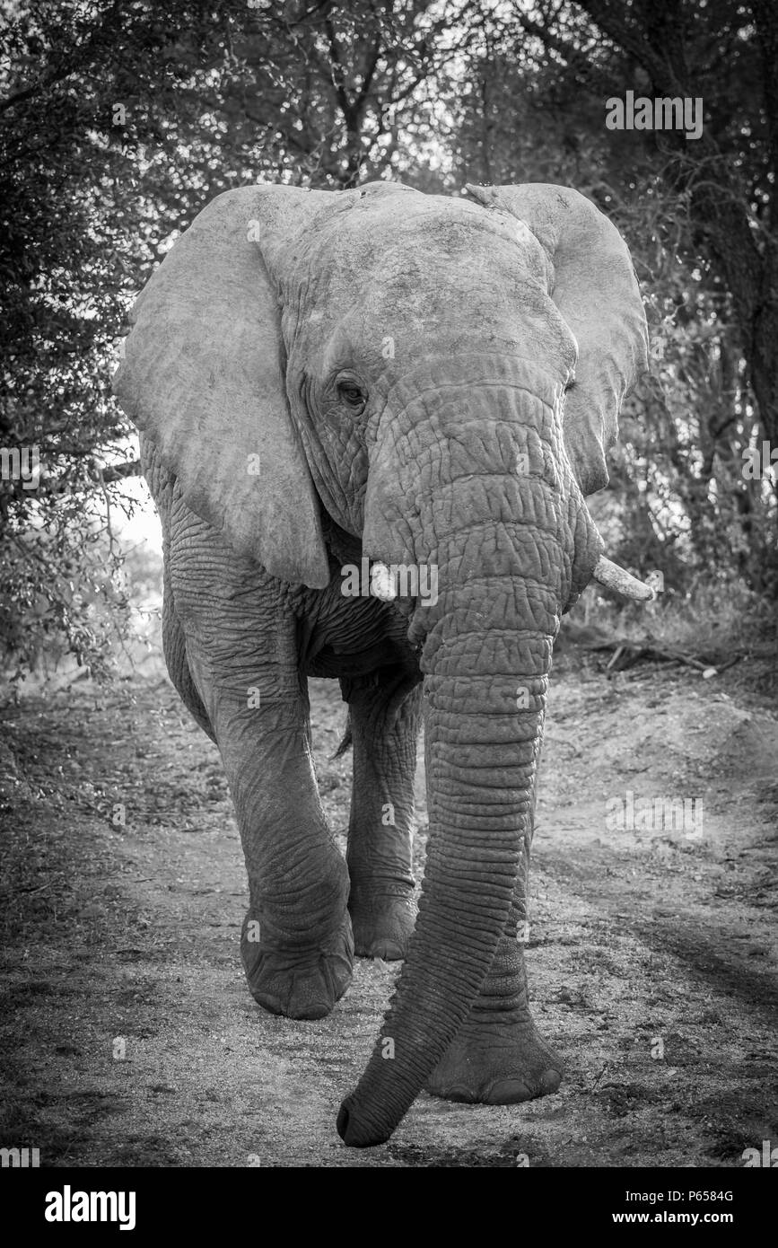 Großer Elefant laden, Nahaufnahme, Schwarz und Weiß Stockfoto