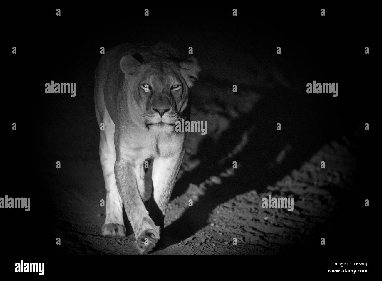 Löwin herumstreichen bei Nacht Stockfoto