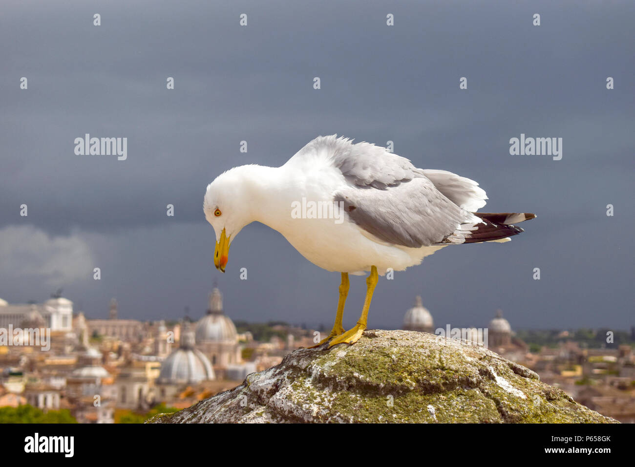 Eisvogel an der Oberseite des Saint Angelo Schloss Stockfoto