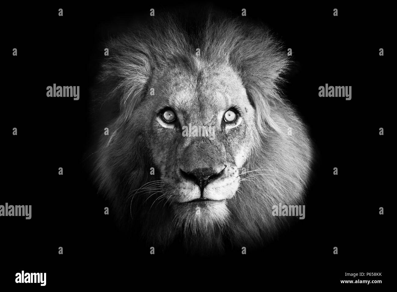 Leistungsstarkes Full frontal Schwarz-Weiß-Porträt Bild eines majestätischen männlicher Löwe mit stechenden Augen Stockfoto