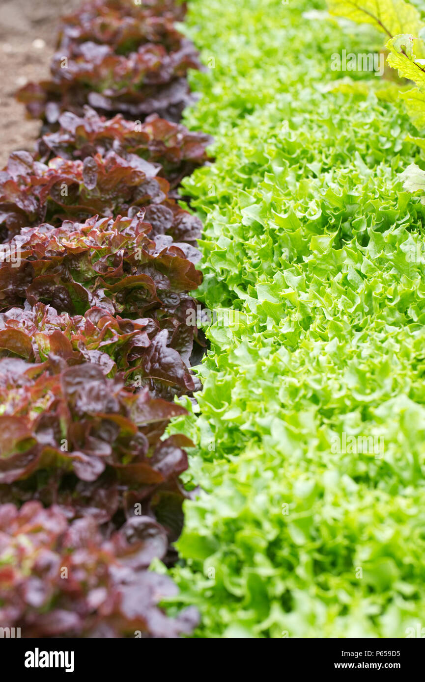 Lactuca Sativa. Salat "navara" und "Azur" im Gemüsegarten. Stockfoto