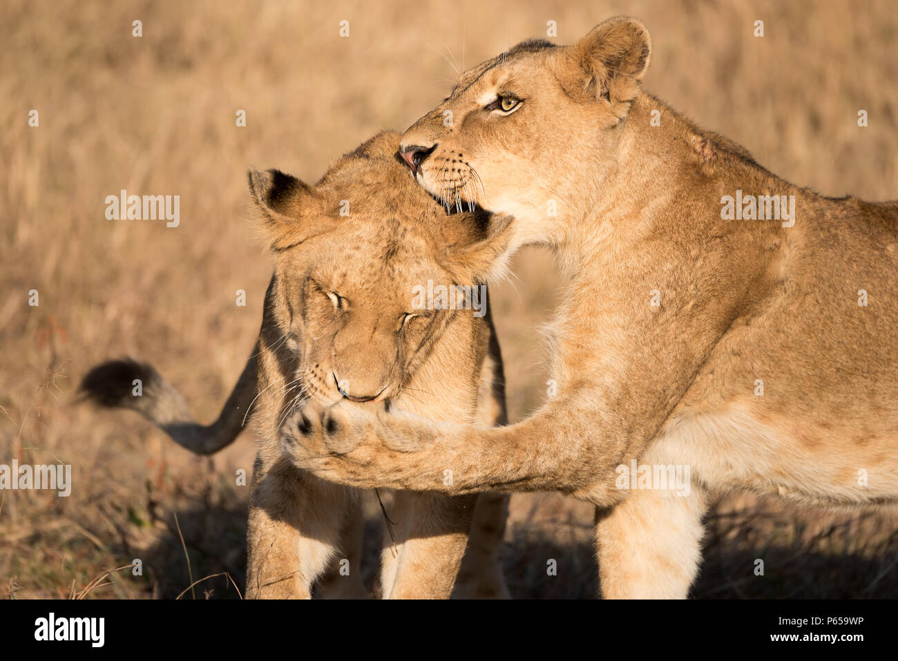Paar Lion Cubs spielen kämpfen Stockfoto