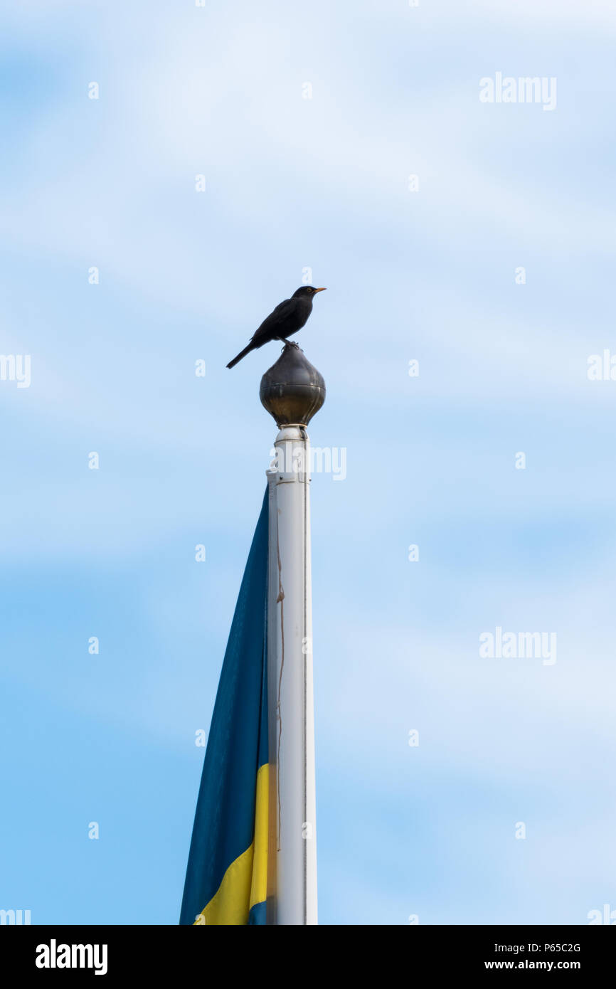 Die schwedische nationale Vogel - Amsel - sitzend auf einem Mast mit einem schwedischen Flagge Stockfoto