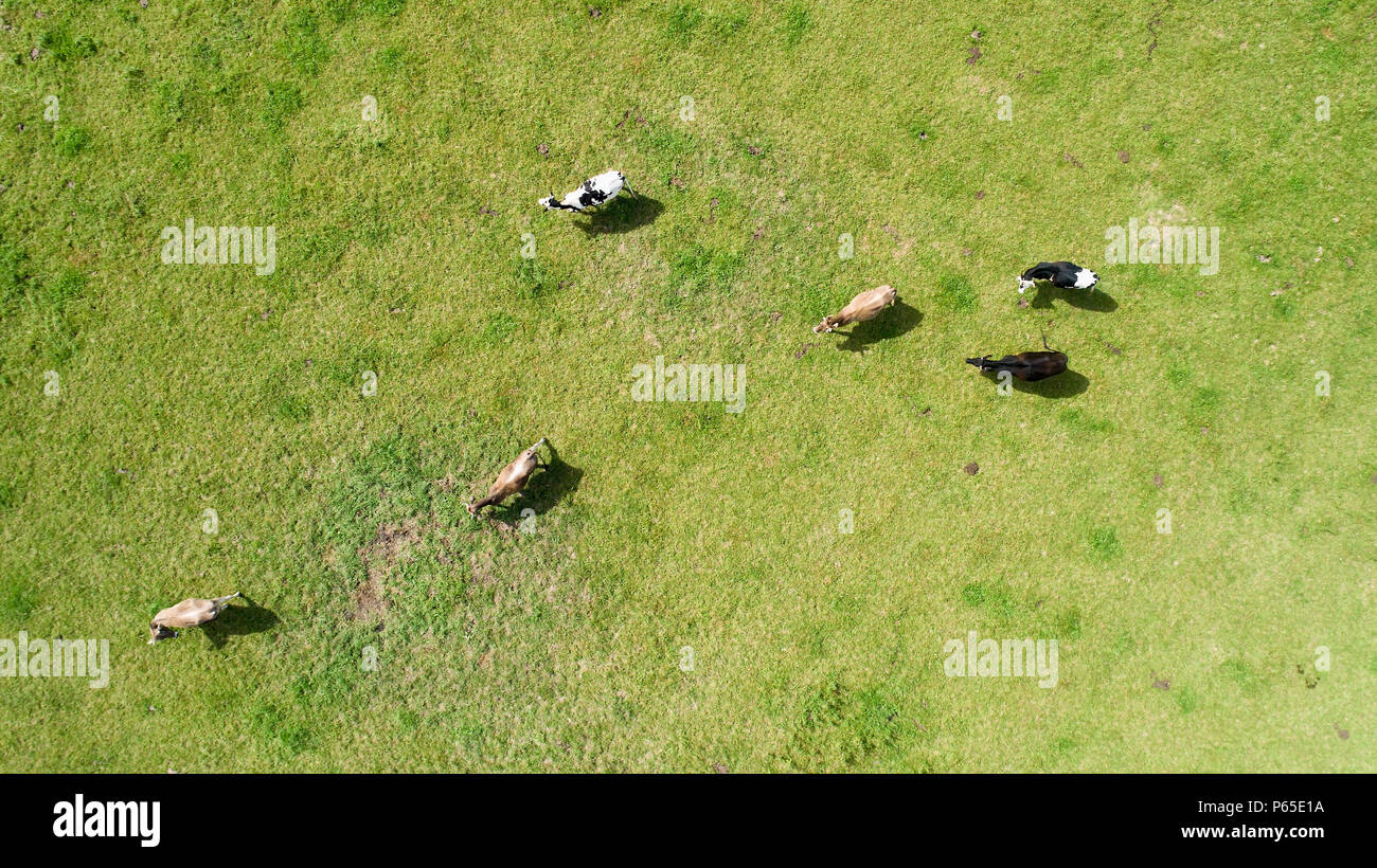 Luftaufnahme grasende Kühe in einem Feld, Frankreich Stockfoto
