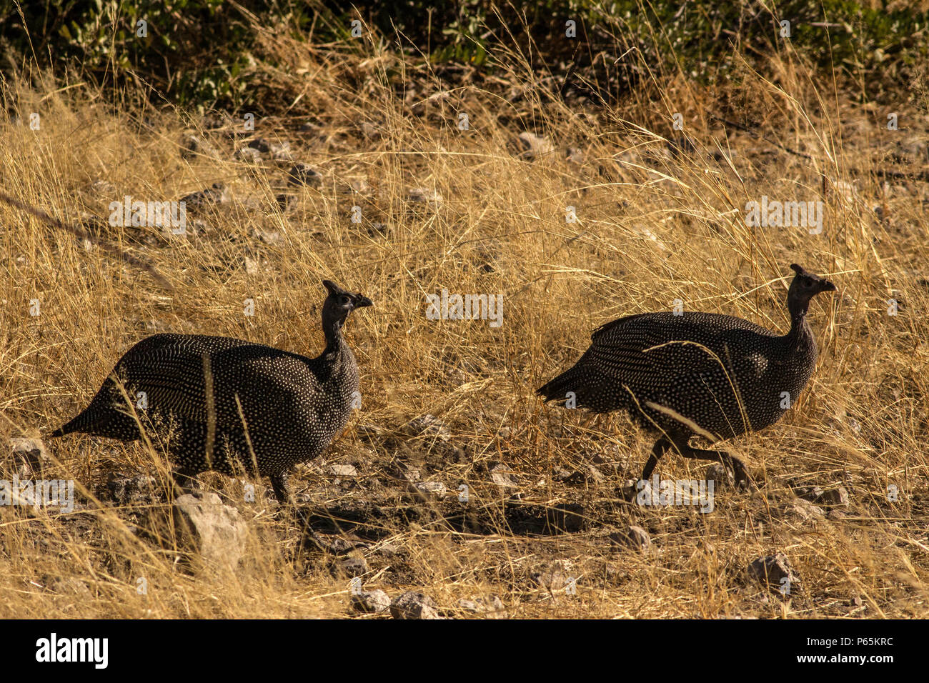 Behelmte Guineafowl - Perlhuhn - im Gras Stockfoto