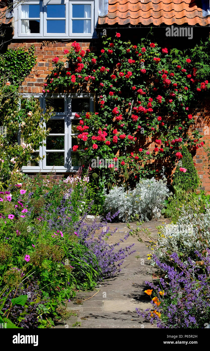 Rote Rosen wachsen außerhalb House, North Norfolk, England Stockfoto