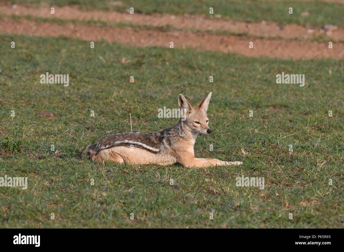 Die Seite gestreift Schakal (Canis adustus) Masai Mara, Kenia Stockfoto