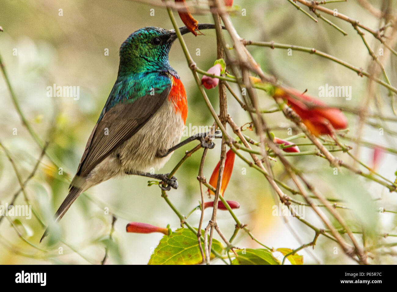 Mehr Double-Collared Sunbird Cinnyris Afer thront auf Zweig Stockfoto