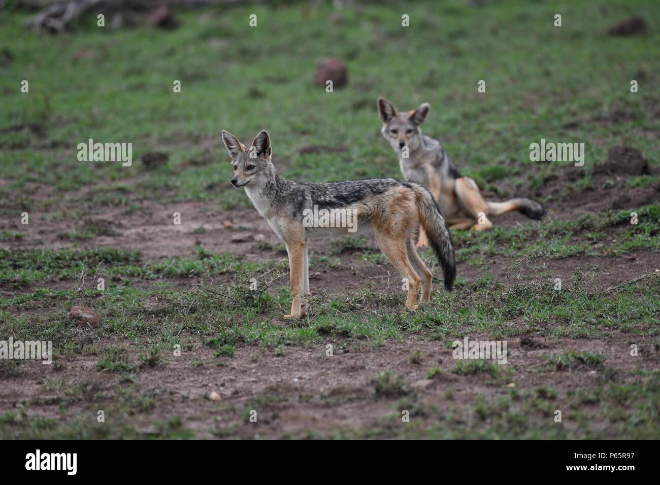 Black-backed Jackal (Canis mesomelas). Olare Motorogi Conservancy, Masai Mara, Kenia, Afrika Stockfoto