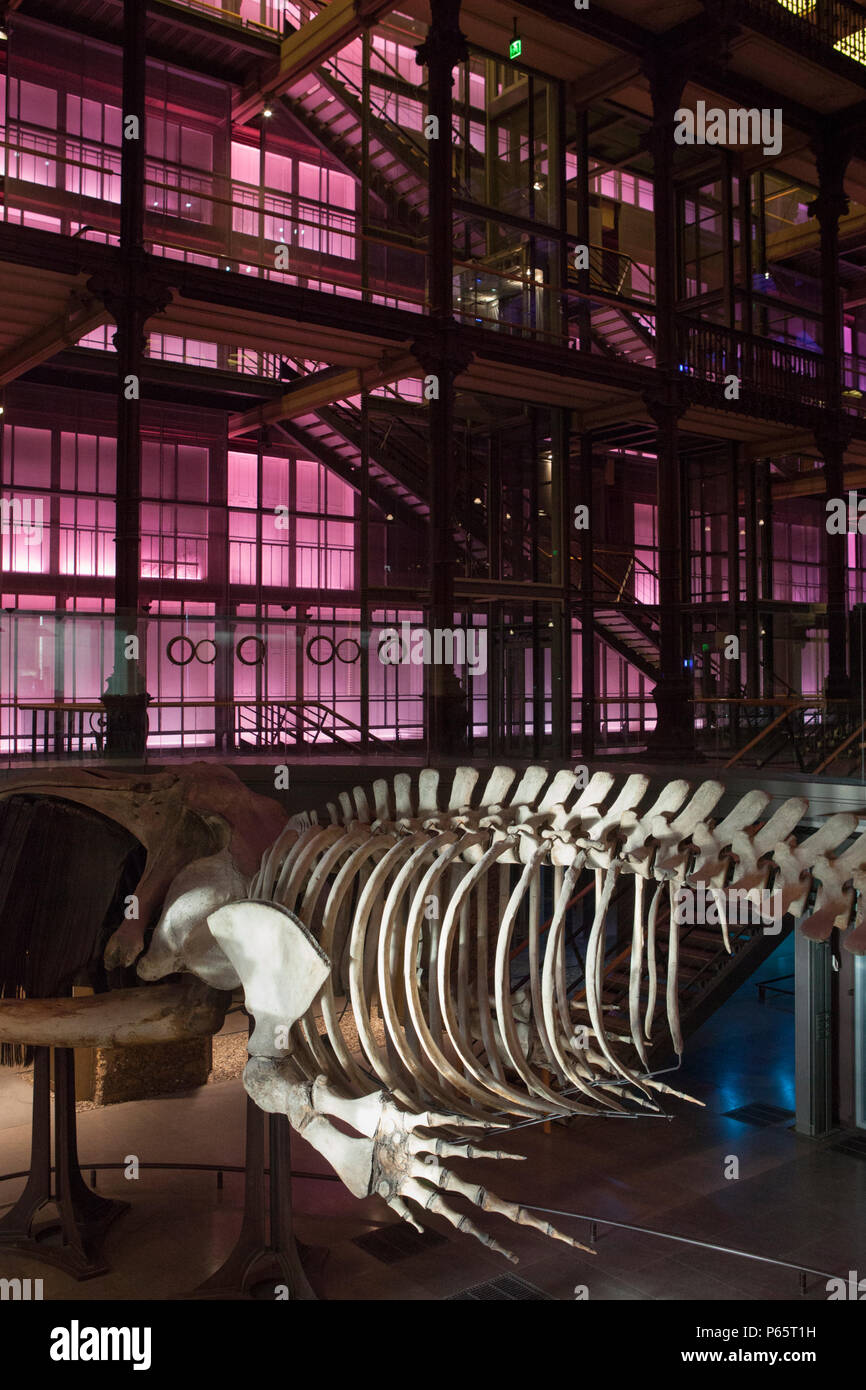 Ein Wal Skelett in der Großen Galerie des Evolution im Nationalmuseum für Naturgeschichte in Paris, Frankreich Stockfoto
