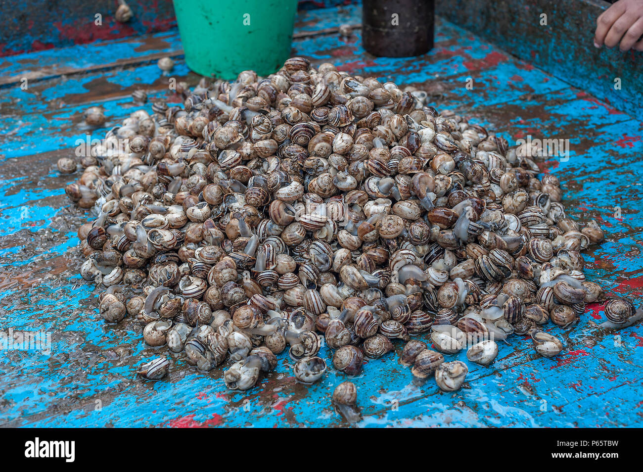 Tunesien, Markt in der Altstadt (Medina) von Sousse. Traube Schnecken sind eine Delikatesse in einigen Ländern der Welt. Stockfoto