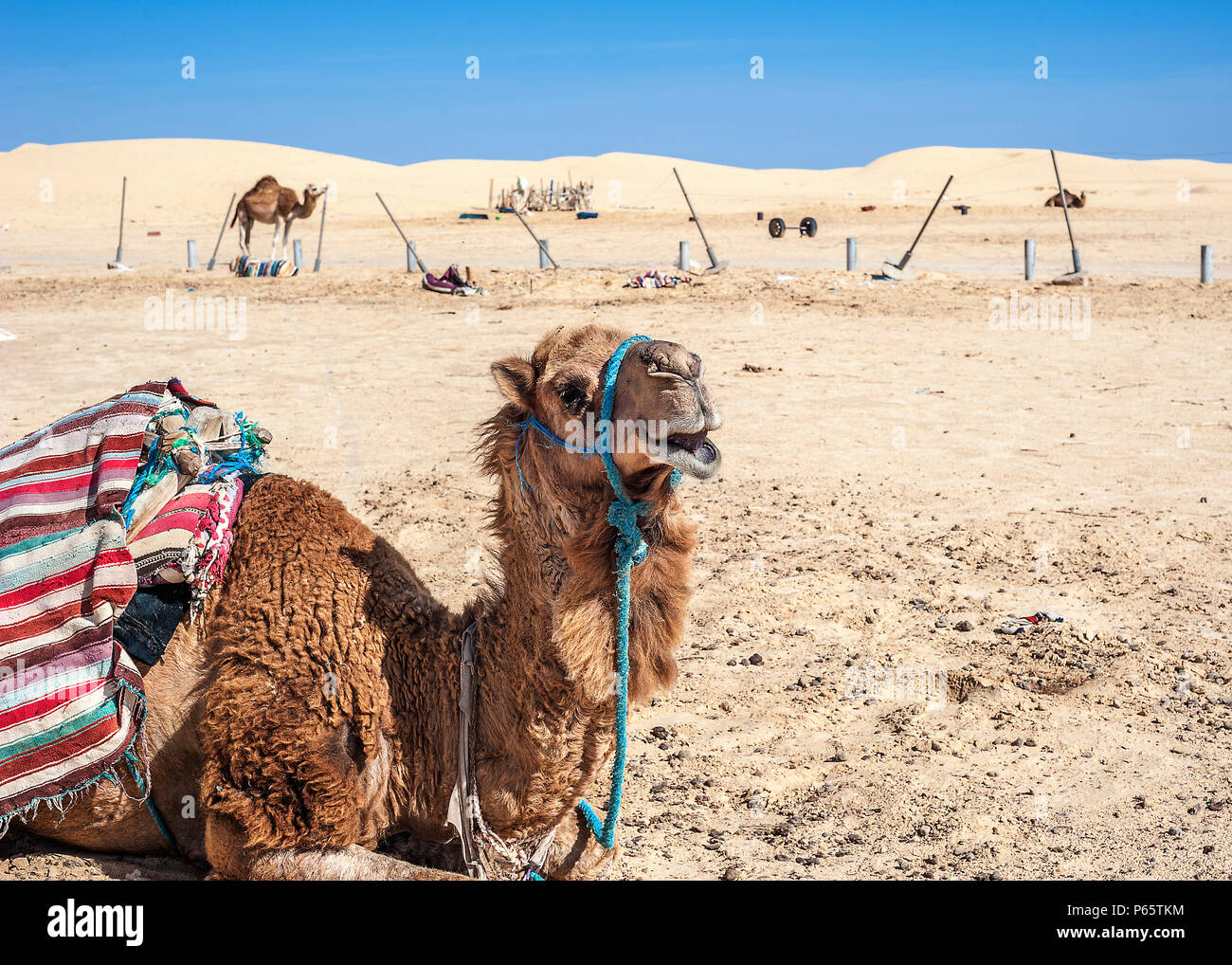Tunesien, die Sahara. Dromaders sind unverzichtbare Helfer in das harte Leben der Bewohner der Wüste Regionen der Welt. Stockfoto